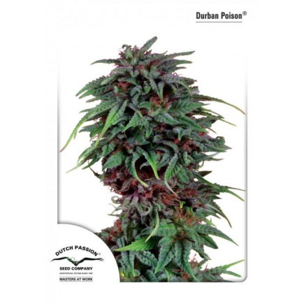 Durban Poison